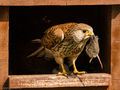 Kestrels (2)