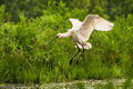Spoonbill (1)