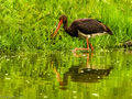 Black Stork (1)