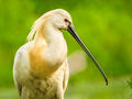 Spoonbill (2)