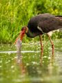Black Stork (2)