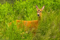 Roe Deer