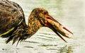 Black Stork (3)
