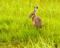 Brown Hare (1)