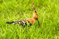 Hoopoe