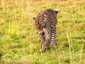 Leopard (2)