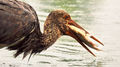 Black Stork (3)