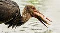 Black Stork (3)