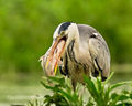 Grey Heron