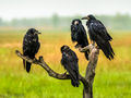 Rain-soaked Rooks
