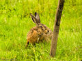 Brown Hare (2)