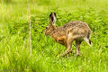 Brown Hare (3)