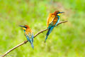 European Bee-eaters (1)