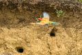 European Bee-eaters (2)