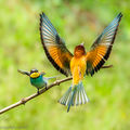 European Bee-eaters (3)