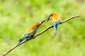 European Bee-eaters (3)