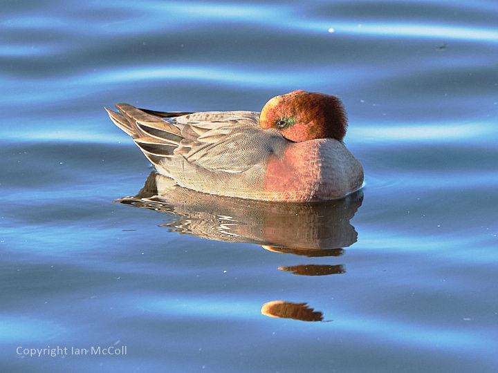 Wigeon (2)