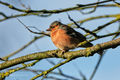 Chaffinch (2)