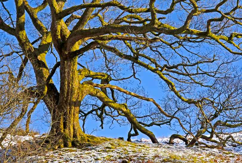 Robust Oak