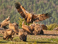 Griffin Vultures