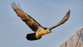 Bearded Vulture (1)