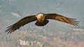 Bearded Vulture (3)