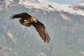 Bearded Vulture (2)