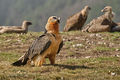 Bearded Vulture (5)