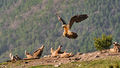 Bearded Vulture (4)
