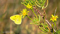 Clouded Yellow