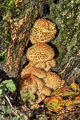 Shaggy Scalycap