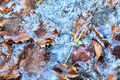 Ice and Leaves (2)