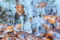 Ice and Leaves (1)