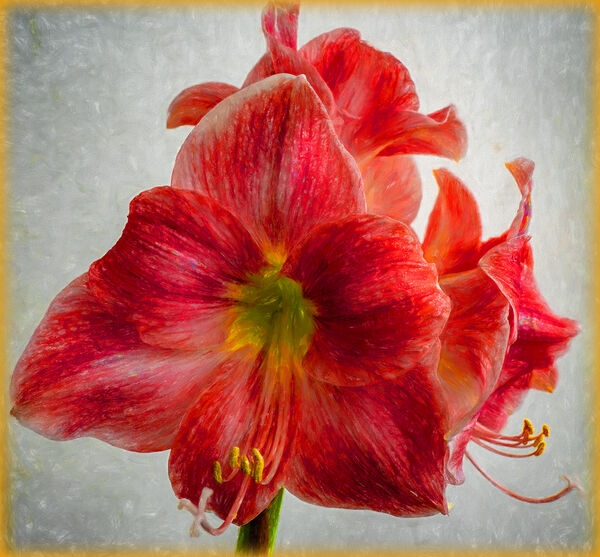 Amaryllis