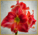 Amaryllis