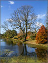 Autumn Ash tree
