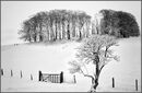 Beech clump and gate