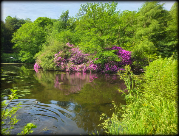 Colour by pond