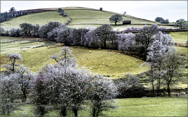 Frosty hillside
