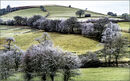 Frosty hillside