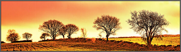 Golden treeline