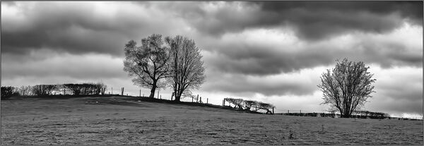 Hedgerow