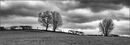 Hedgerow