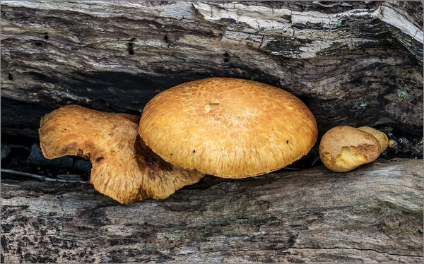 Infested log