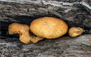 Infested log