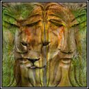 Lions