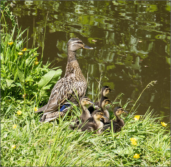 Mallard and five chicks