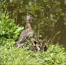 Mallard and five chicks