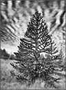 Monkey puzzle tree