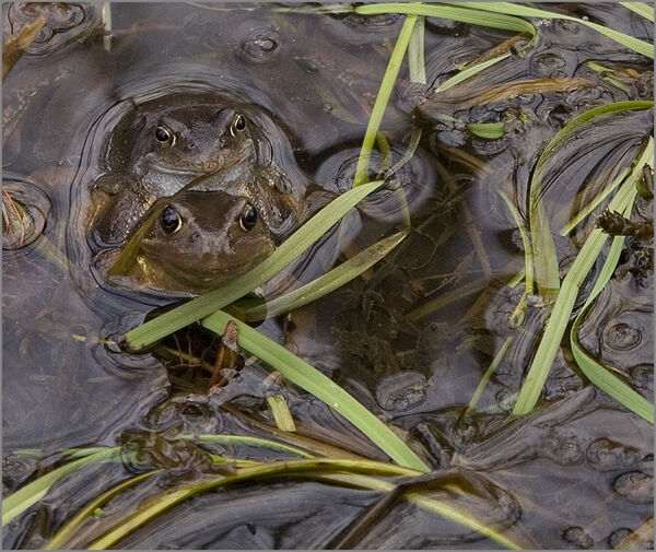 Two frogs